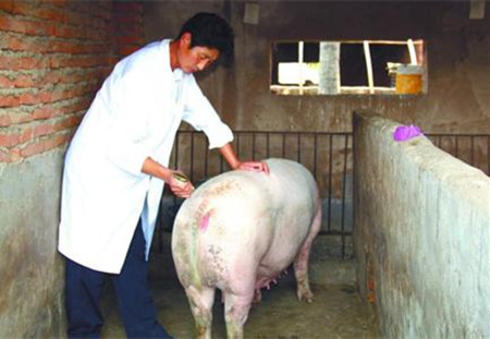 猪人工授精技术规程