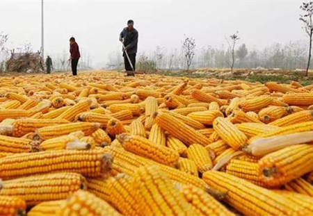 用粮企业采购转向国产 玉米市场稳步前行