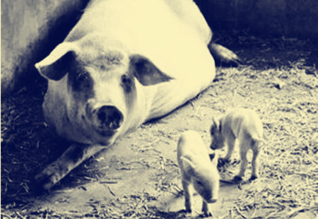 初乳—仔猪免疫的第一步