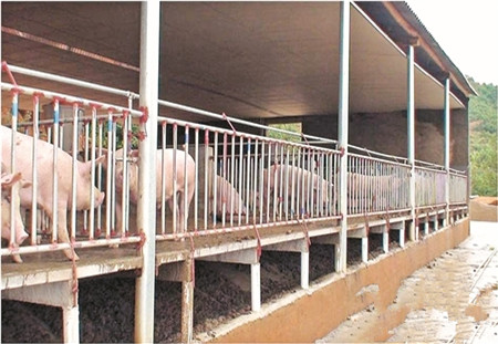 福建泉州采用先进技术繁育优良生猪