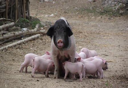 猪繁殖失败的几种表现