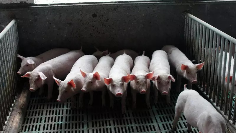 如何科学对猪人工授精的公猪进行训练