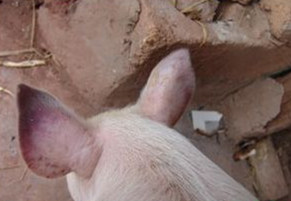 猪常见外科疾病的病因分析及防控措施