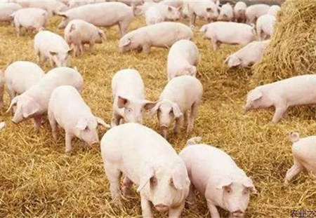 十大影响母猪繁殖性能的维生素