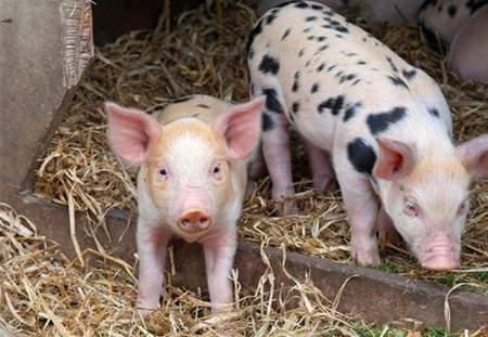 霉菌毒素对养猪的危害，一看吓一跳