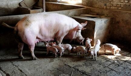 养猪场母猪选种的五大标准
