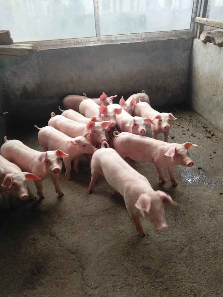 农户选择瘦肉型猪的原则和方法