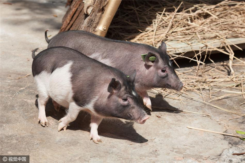 3月27日，由华大基因通过克隆技术繁育的“GHR克隆猪”也在深圳野生动物园首次展出，这只猪十分“迷你”，它比普通的家猪个头儿小许多，据专家介绍，该猪成体体重也不过15公斤。