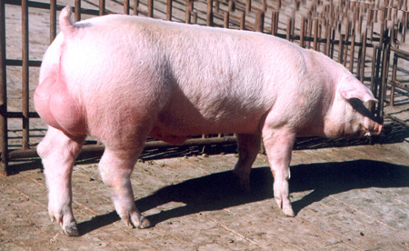 母猪配种前喂青霉素可提高受胎率