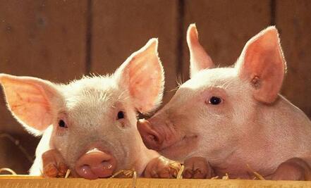 妊娠母猪动物福利现状分析及改进措施
