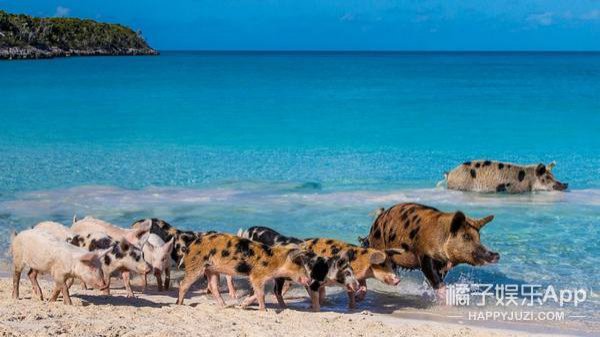 在巴哈马群岛中，有个著名的 ` 猪岛 `，生活着一群世上 ` 最幸福 ` 的猪。