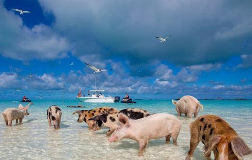这些猪在海滩上晒日光浴，在 24 摄氏度的海水中畅游，经常从岸上游到 90 多米远的海水中与乘坐游艇到来的游客打招呼 ...