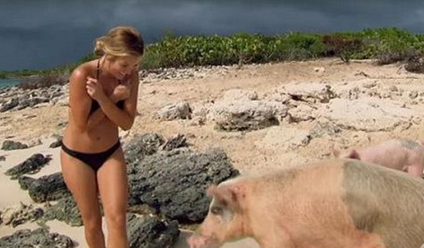 就在最近，岛上三分之一的猪仔死去了 ...