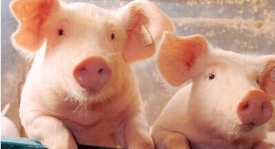 5月猪价上涨概率大 有望涨至8-8.5元/斤