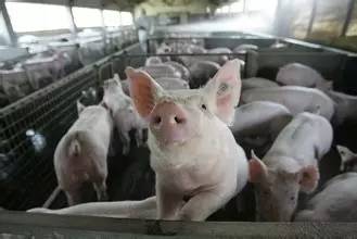 浅谈提高母猪繁殖利用率的几点措施