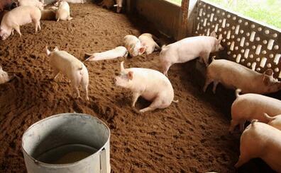 饲料中添加甜味剂或香味剂，猪就爱吃食了？猪猪表示：才不是！