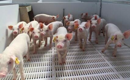 提高母猪多胎高产七措施，怎样提高母猪的产仔数量？