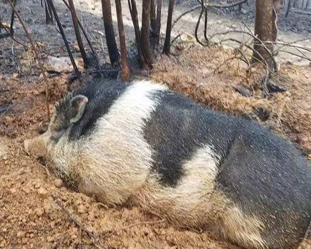 原来森林大火烧起来的时候，宠物猪Charles自己跑到附近的泥地里自己挖了一个坑，将自己捂在里面，大火结束后，救了自己一命！