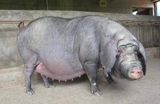 农人自配猪饲料，三个月催出十多头两百多斤的大胖猪