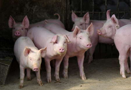 猪种好坏的辨别方法，怎样辨别猪种的优劣？