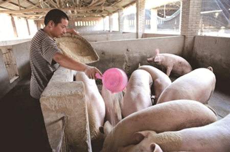 养殖户的诉苦：苍了个天，猪价还能不能涨了！