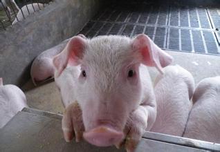 兽药专家分析养好保育猪的八大要点