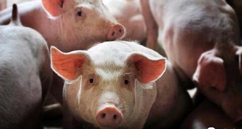 母猪流产的原因及防止措施