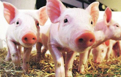 温度对猪肥育的影响分析