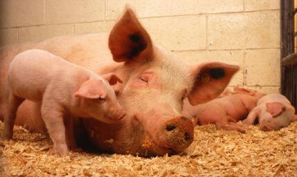 种公/母猪的淘汰标准是什么？