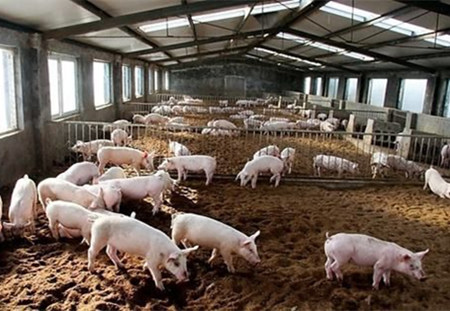 猪粪处理设备优势互补并引领了养猪场环保经济发展