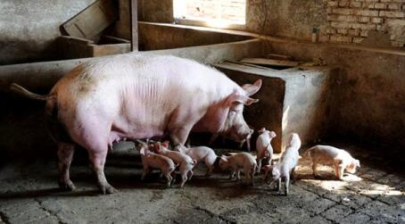 母猪产仔过程中生殖激素的巧用，赶快收藏！