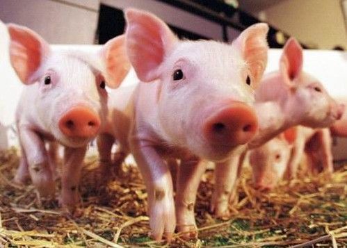 史密斯菲德食品公司已与两家机构签订了合同，不过斯坦顿不愿透露具体信息，“这一领域有巨大的潜力，走在发展前沿、专注于打造合作关系，对我们而言至关重要。”  　　猪一直是理想的移植器官来源，因为它们的器官与人类器官十分接近。例如，一头猪在被宰杀时的心脏大小约等于成人心脏大小。其它可用于人体移植的器官还有肾脏、肝脏和肺等。但由于基因不同引发的排异现象、或病毒引发的感染风险，此前的移植实验往往以失败告终。2001年，瑞士制药公司诺华（Novartis AG）就因为担心猪体内的病毒会传染给人类，而叫停了其价值10亿美元的异种移植实验。