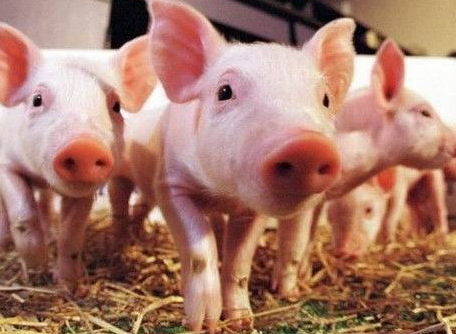 猪群保健的四大要点，您知道几点？