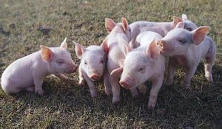 破译母猪繁殖密码，让品种猪也产出太湖猪的产量
