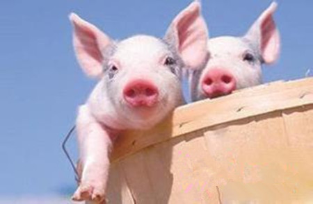 断奶力：母猪生产性能评估的新指标