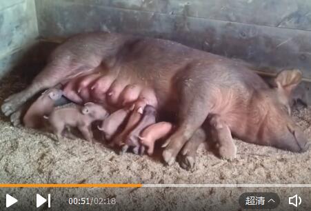 母猪生完幼崽后涨奶引发乳腺炎，十只小猪一起吸可以缓解症状