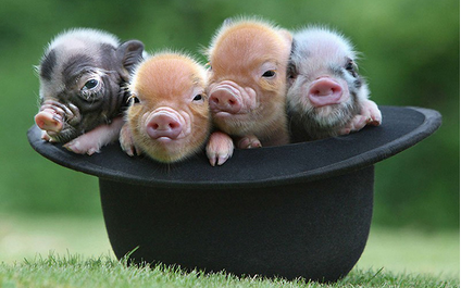 对养猪育种比较大的8个误解