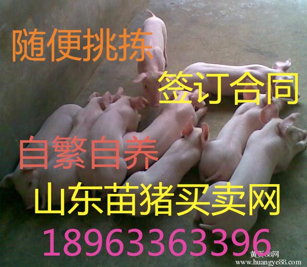 仔猪养殖前景预警分析