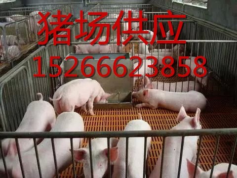 15266623858分析仔猪苗猪批发价格行情