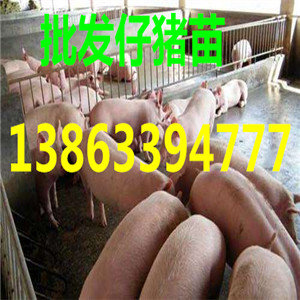 三元仔猪价格13863394777