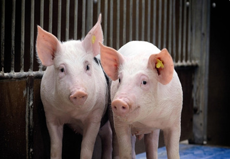 全国范围内关停大多数污染养猪场，猪价走低，养猪户痛心了