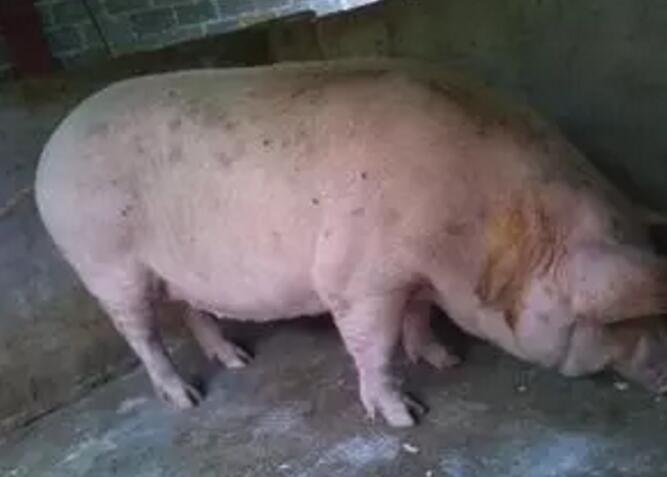 养猪场母猪的生产指标是什么？怎么饲养母猪才是合格的？