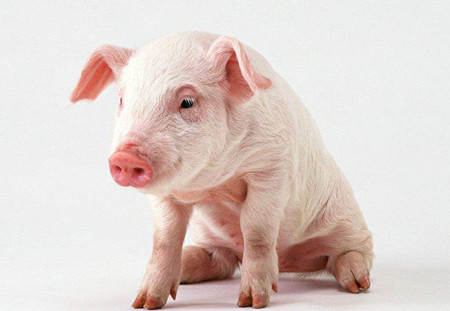 小猪为什么长得慢？是因为养殖户普遍有以下误区！