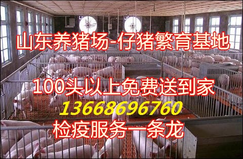 端午节将至仔猪价格走向山东仔猪批发价格