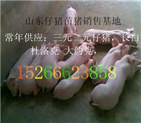 15266623858三元仔猪苗猪批发价格