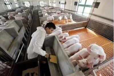 養(yǎng)豬人必看！控制豬場飼料成本的那些訣竅......
