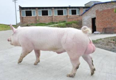 美国国家种猪登记协会-2017年5月美系种猪在中国推广