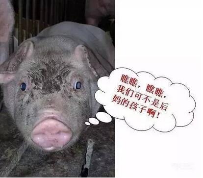 1、母猪奶水不足症状之一：仔猪头部黑色油斑。提示：仔猪头部磨蹭母猪乳房导致的。
