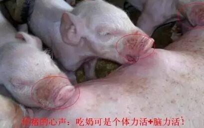 2、母猪奶水不足症状之二：仔猪嘴部、面颊有噬咬的伤口。提示：仔猪为了抢奶头而争斗，难免兄弟自相残杀，只为了填饱肚子。