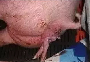 母猪夏季难产时常发生的因素！
